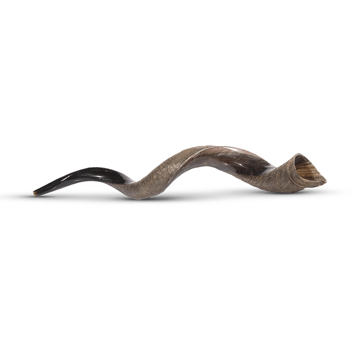 Large Shofar